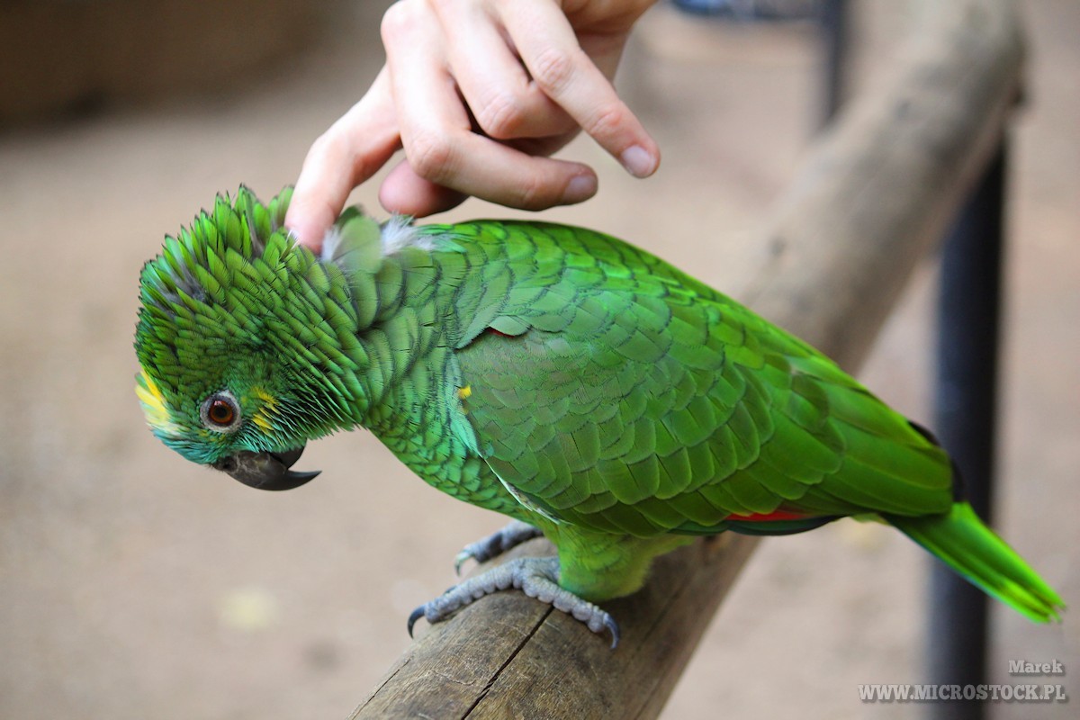 Short-tailed parrot in Brazil